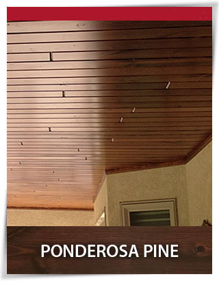 PonderosaPine PonderosaPine
